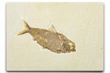 Detailed Fossil Fish (Knightia) - Wyoming #345389-1